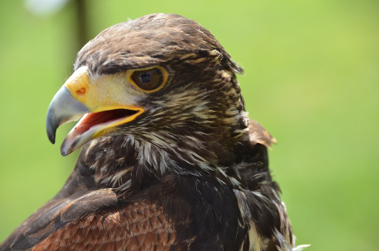 falcon  bird  nature free photo