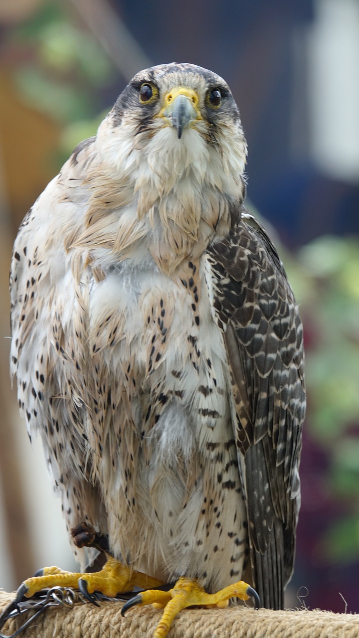 falcon  bird  bird of prey free photo