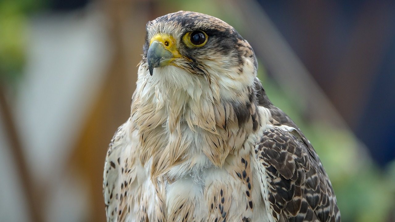 falcon  bird  portrait free photo