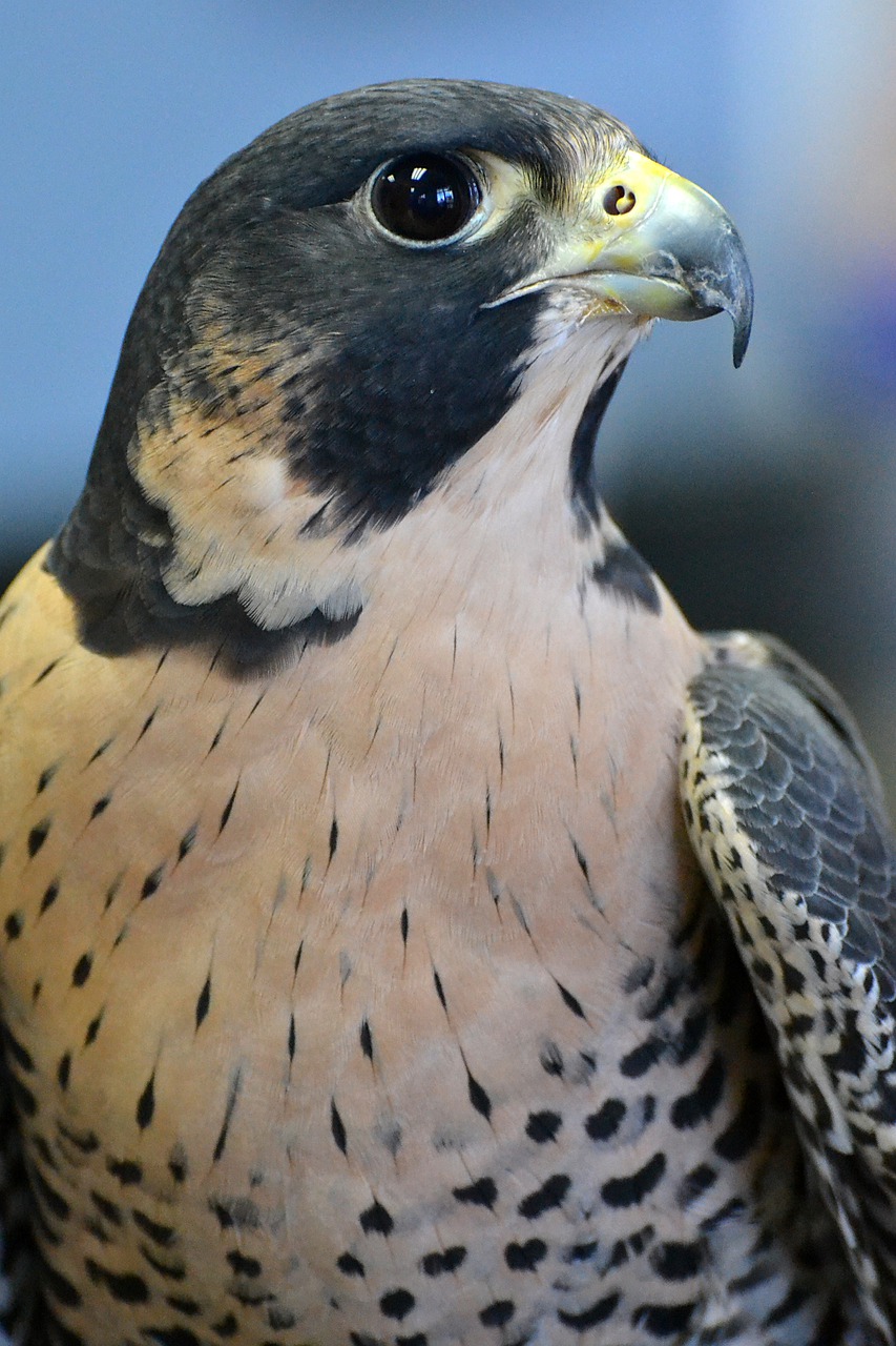falcon  florida  animal free photo