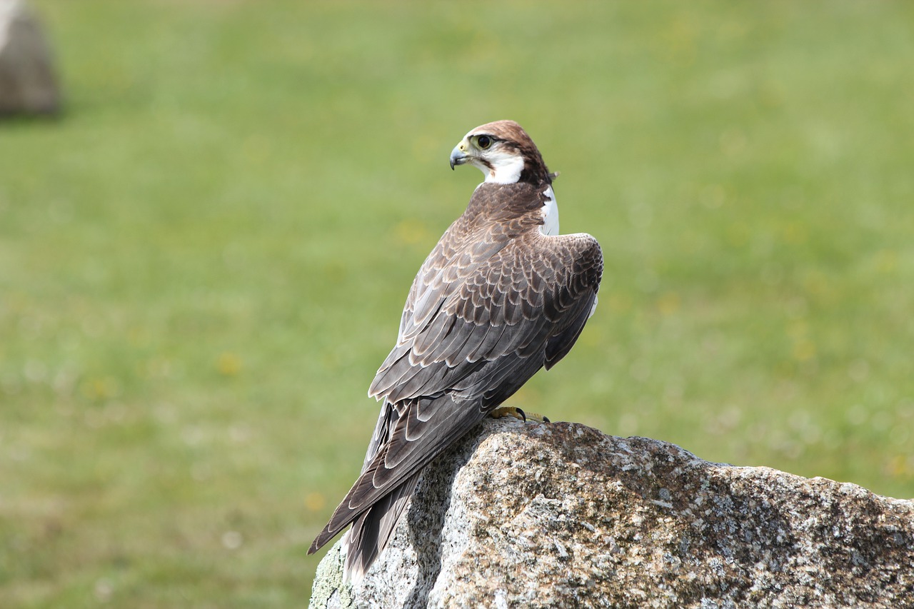 falcon  bird  prey free photo