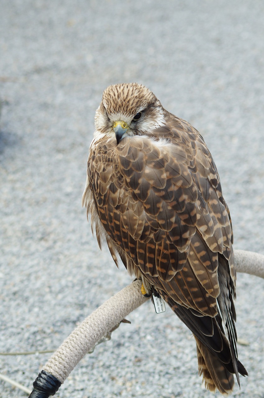 falcon raptor bird free photo