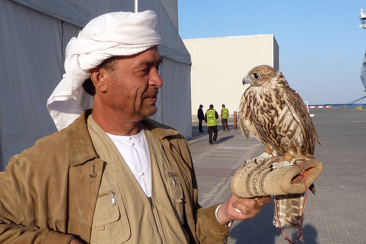falcon falkner pinnate free photo