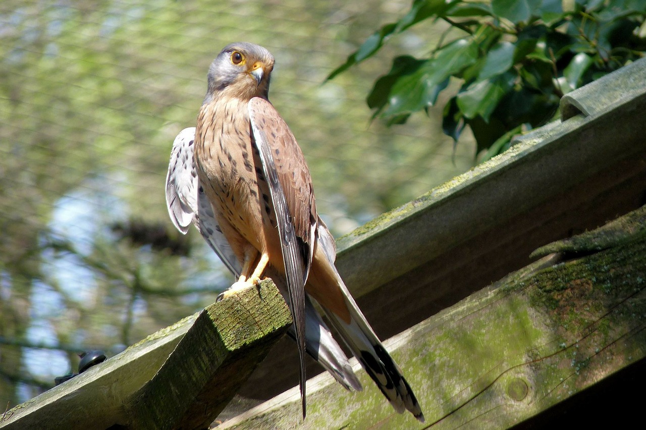 falcon bird griffin free photo