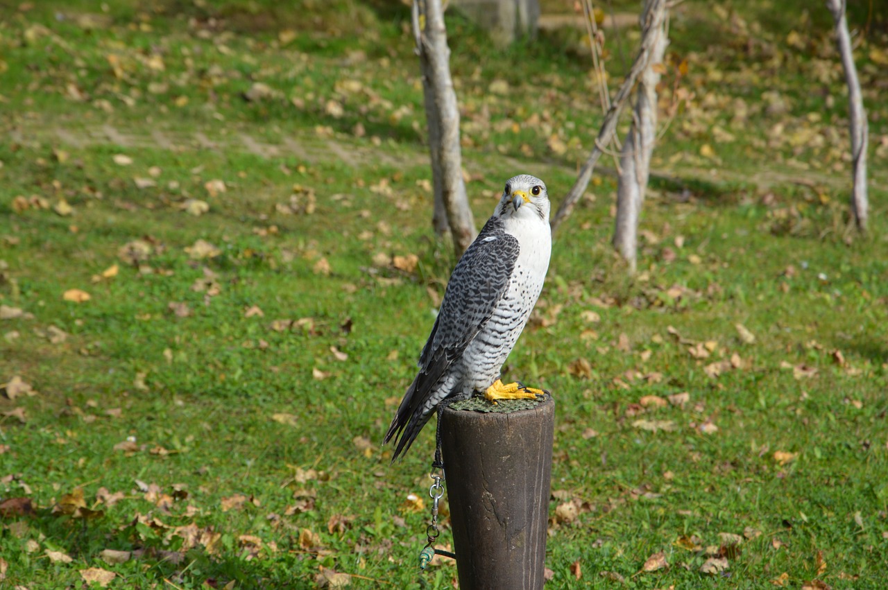 falcon bird predator free photo