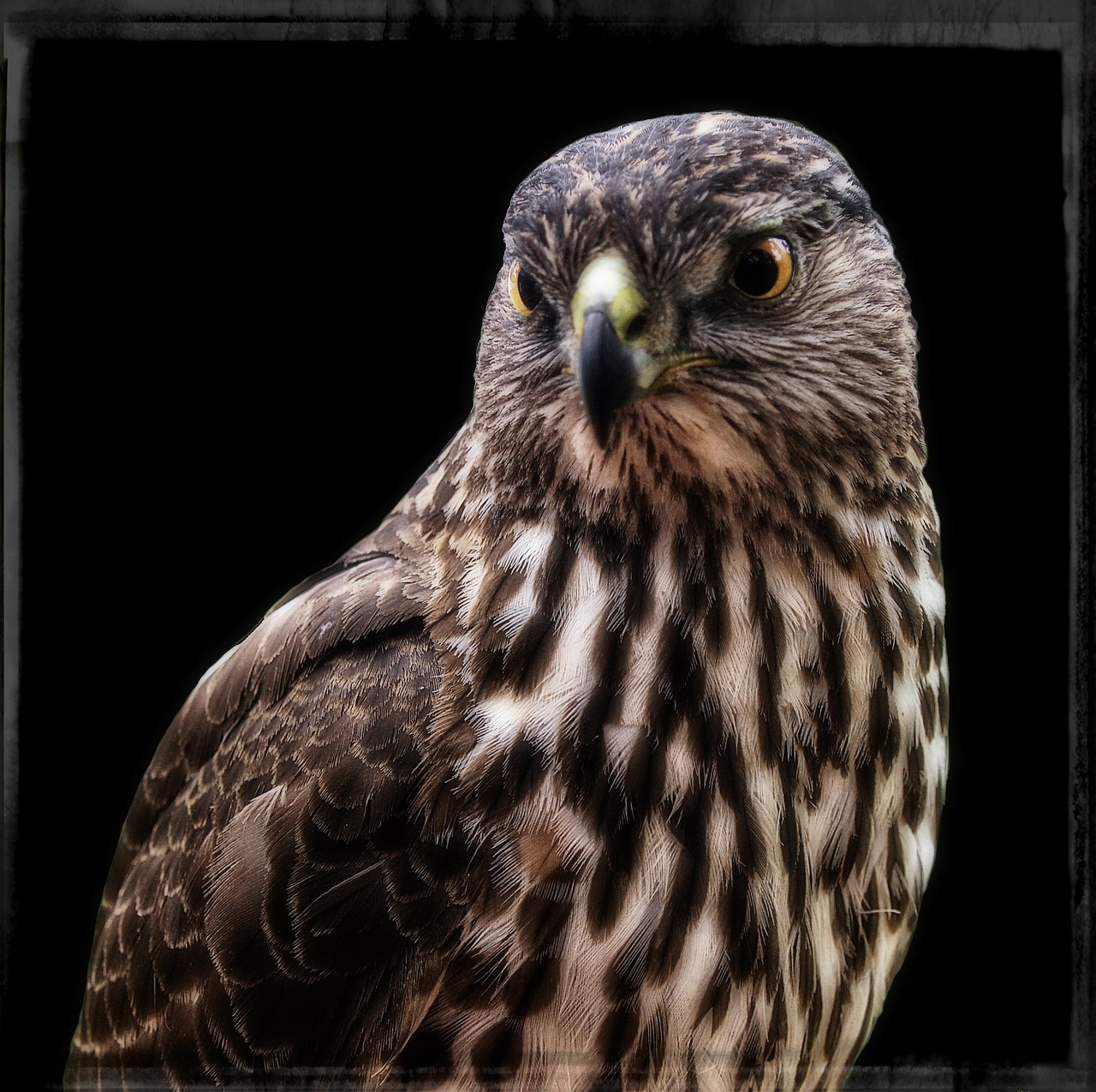 falcon frame wild free photo