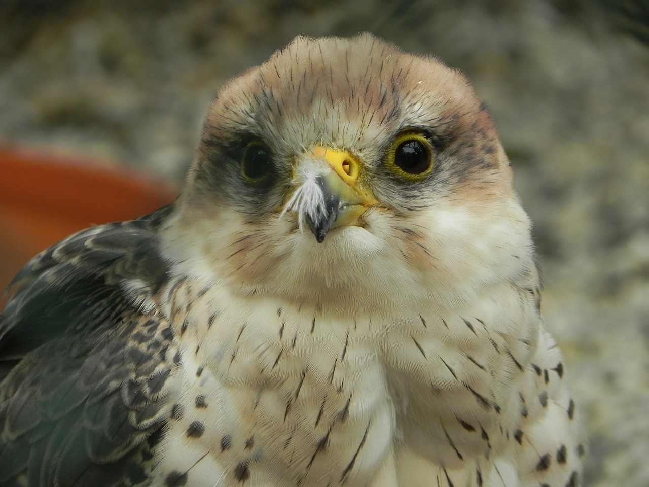 falcon bird raptor free photo