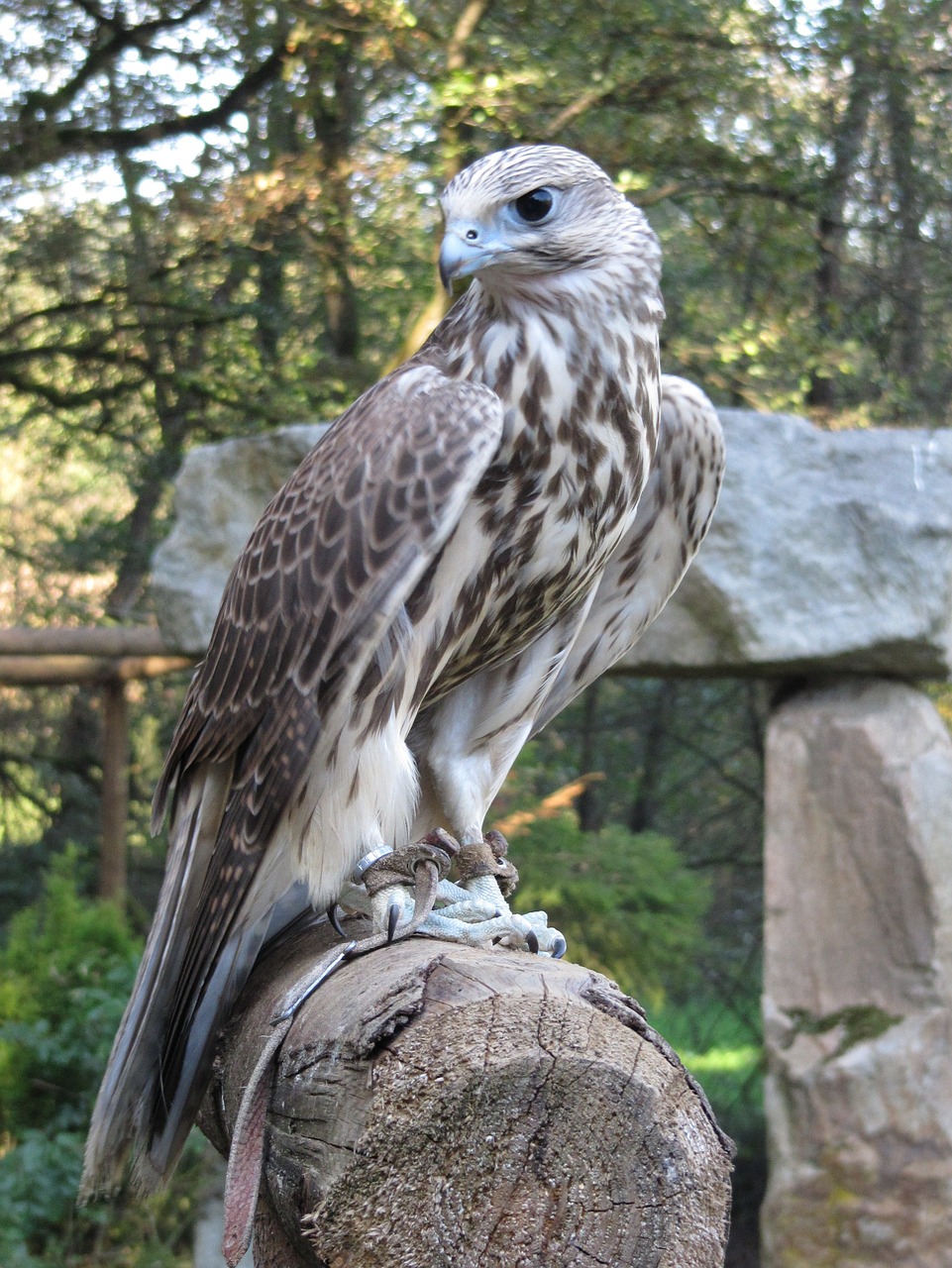 falcon raptor bird of prey free photo