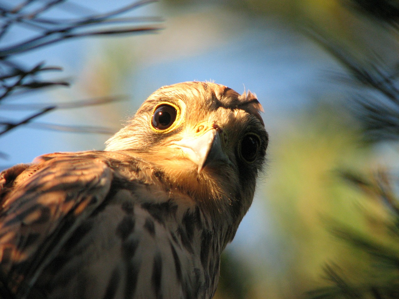 falcon kestrel bird free photo
