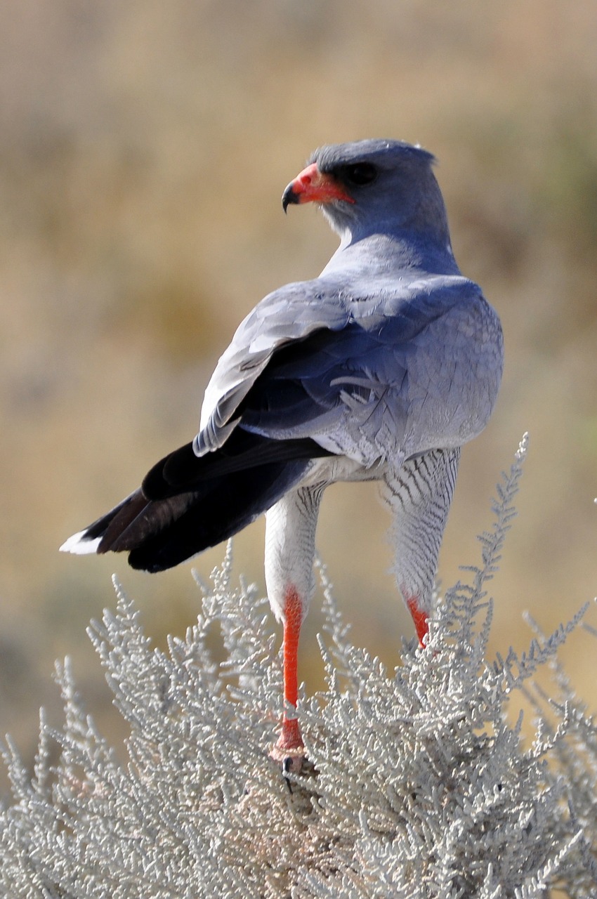 falcon move bird free photo