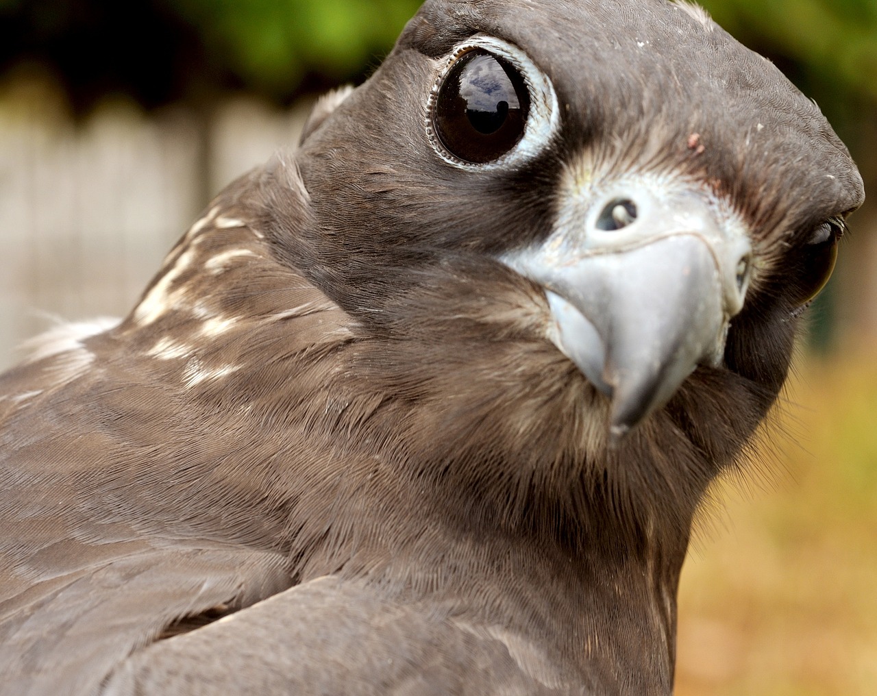 falcon saker bird free photo