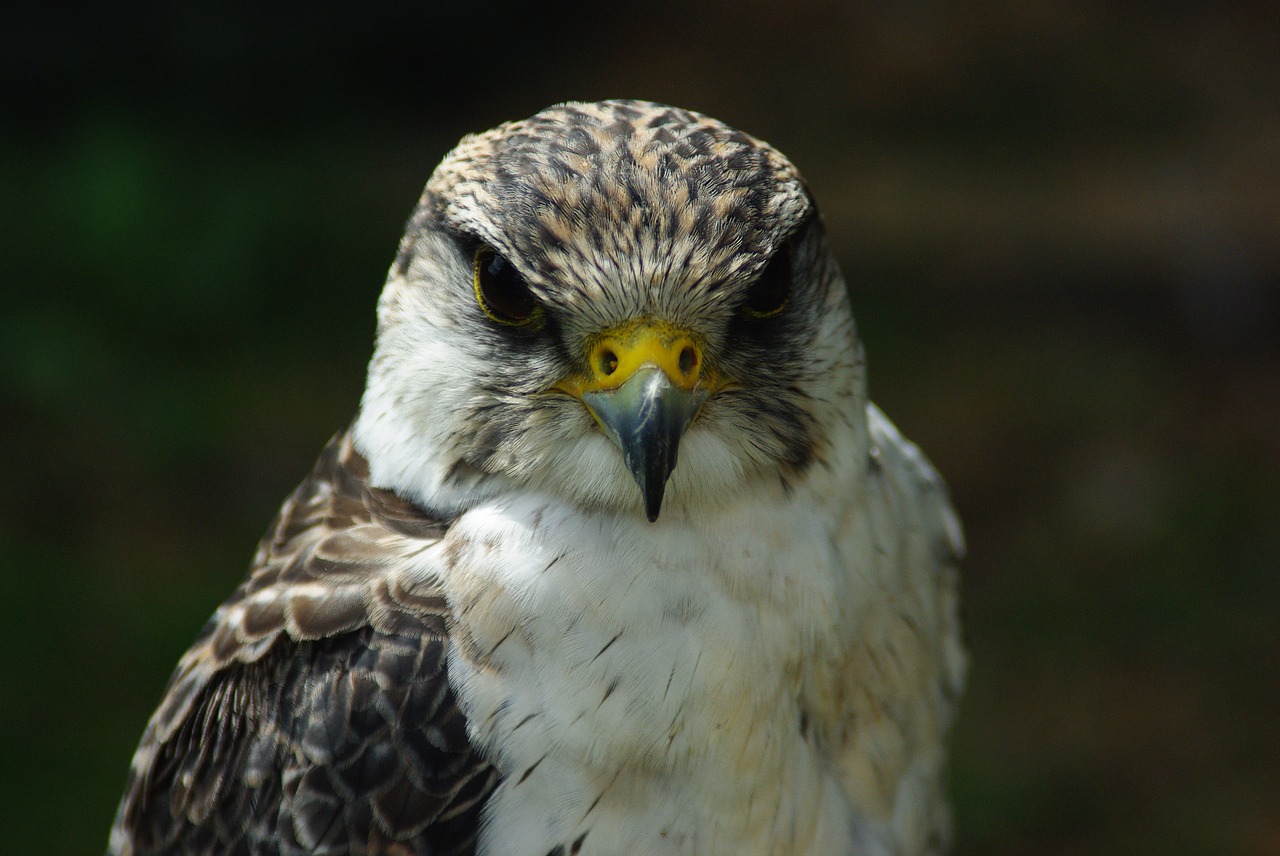 falcon peregrine bird free photo