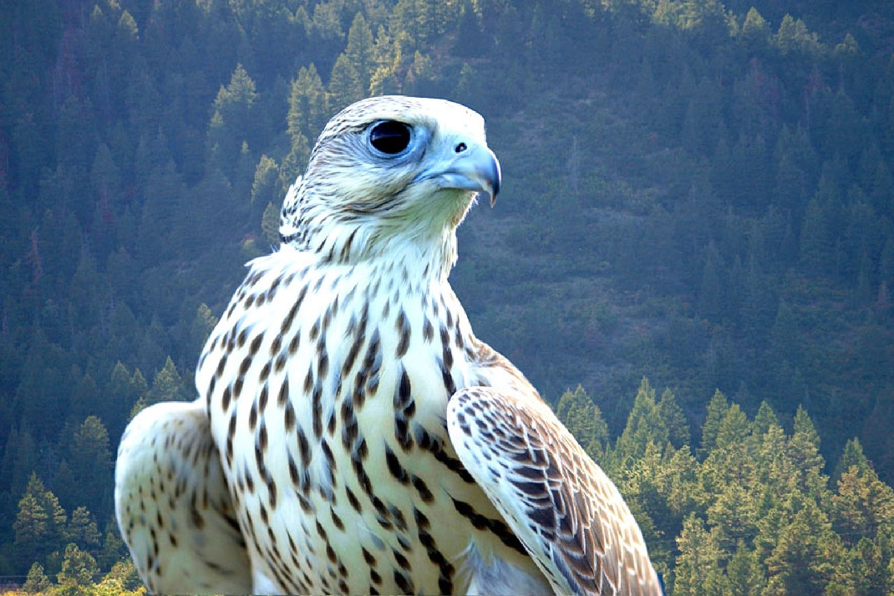 falcon gyrfalcon bird free photo