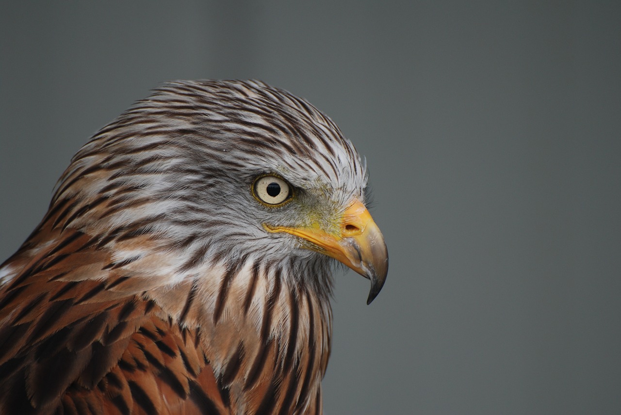 falcon animal bird of prey free photo