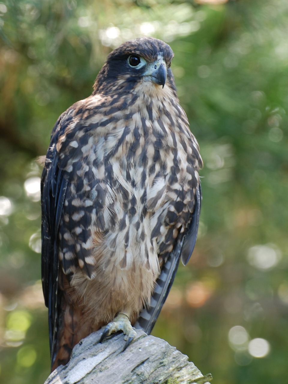 falcon perched raptor free photo