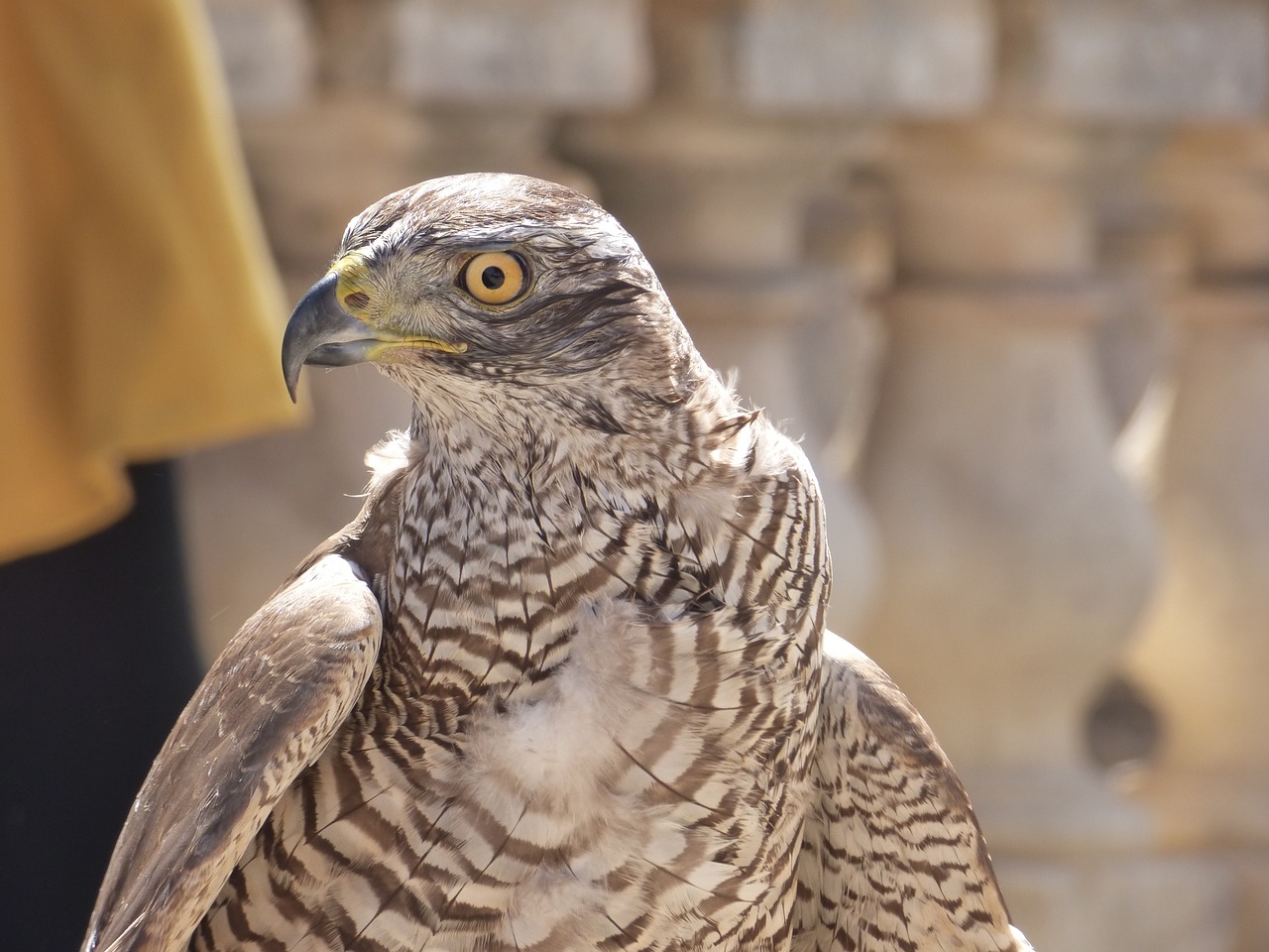 falcon bird falconry free photo