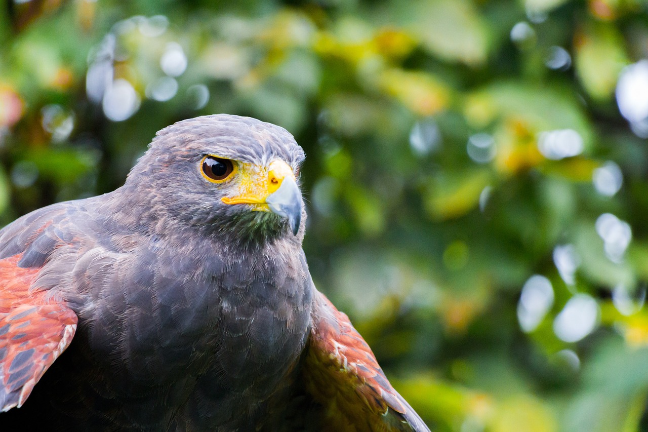 falcon raptor bird free photo