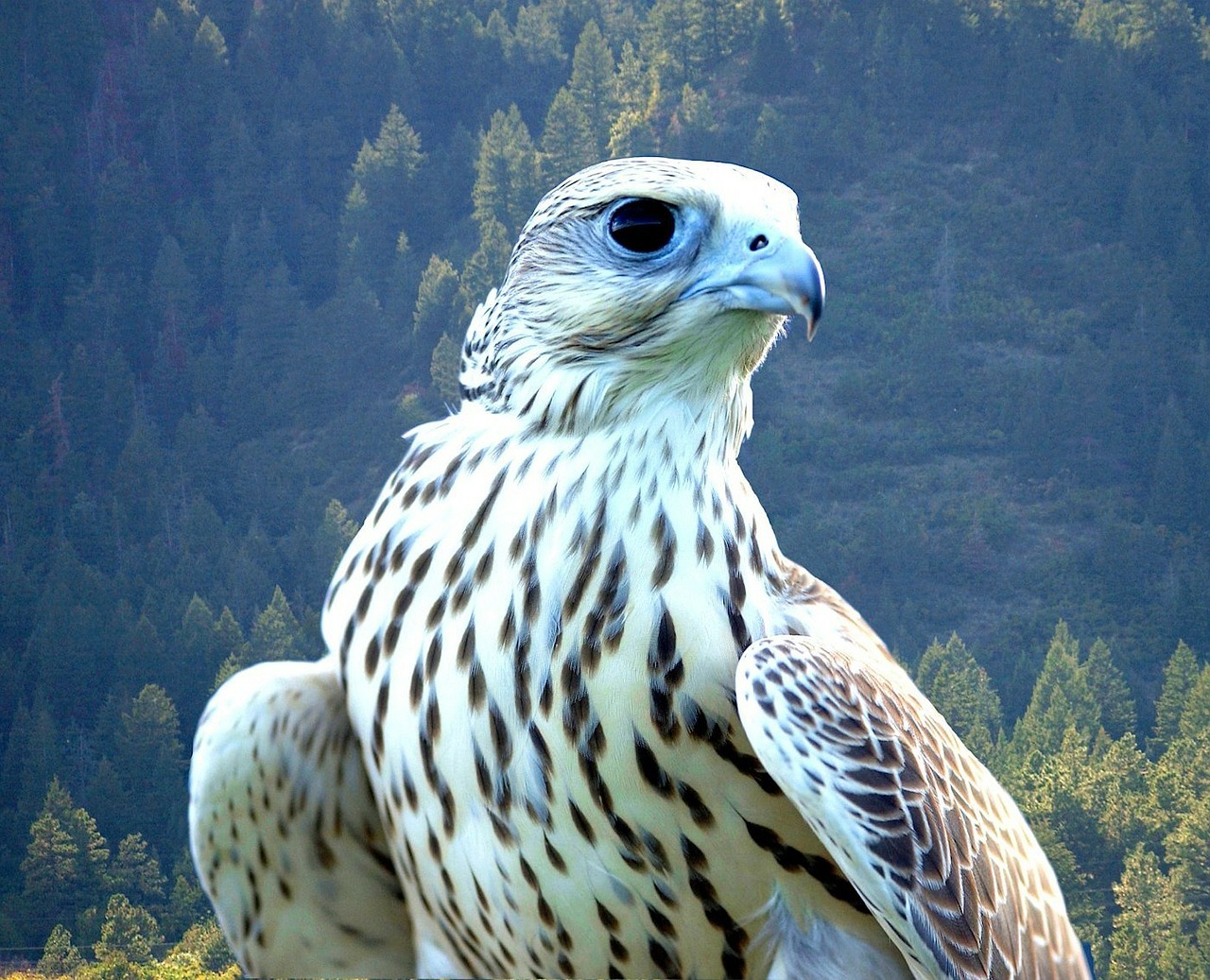 falcon white bird free photo