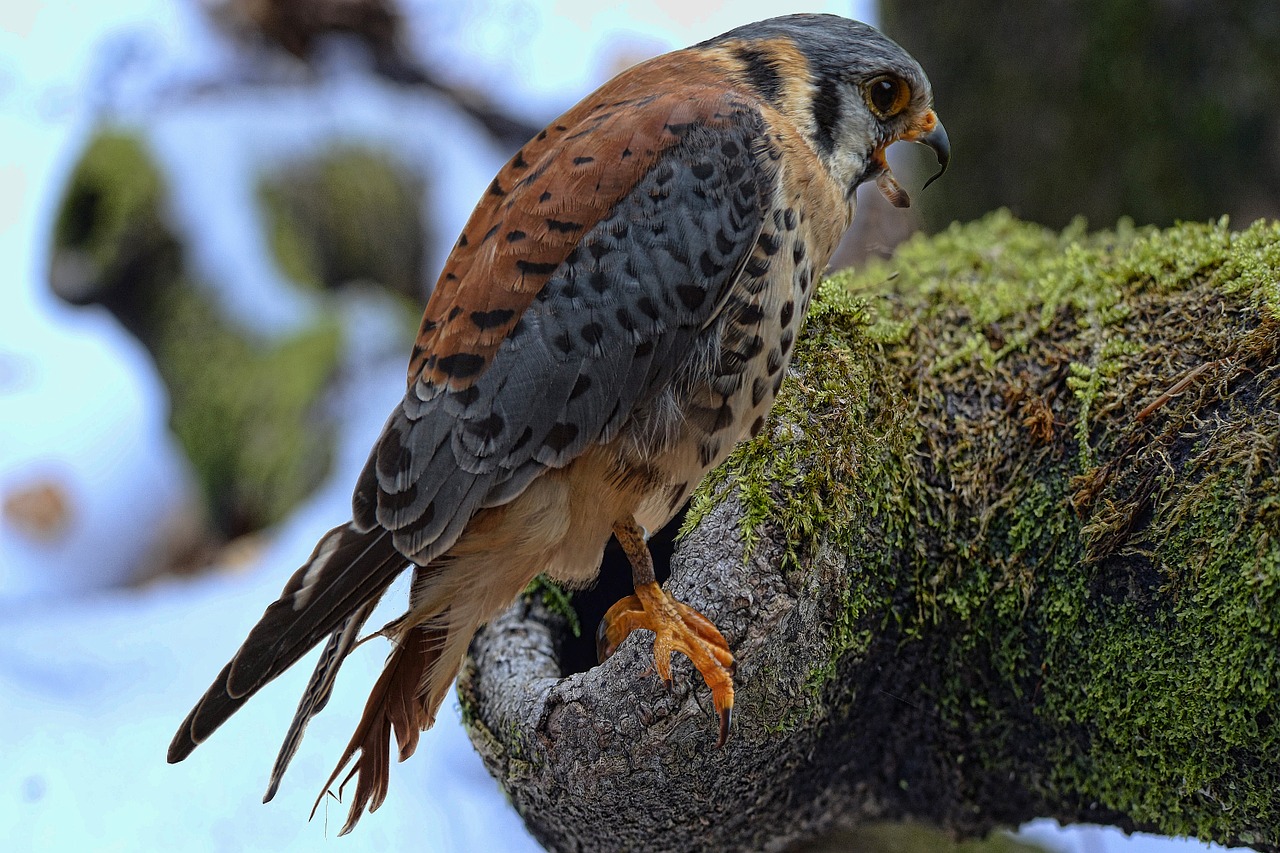 falcon bund hawk falconry free photo