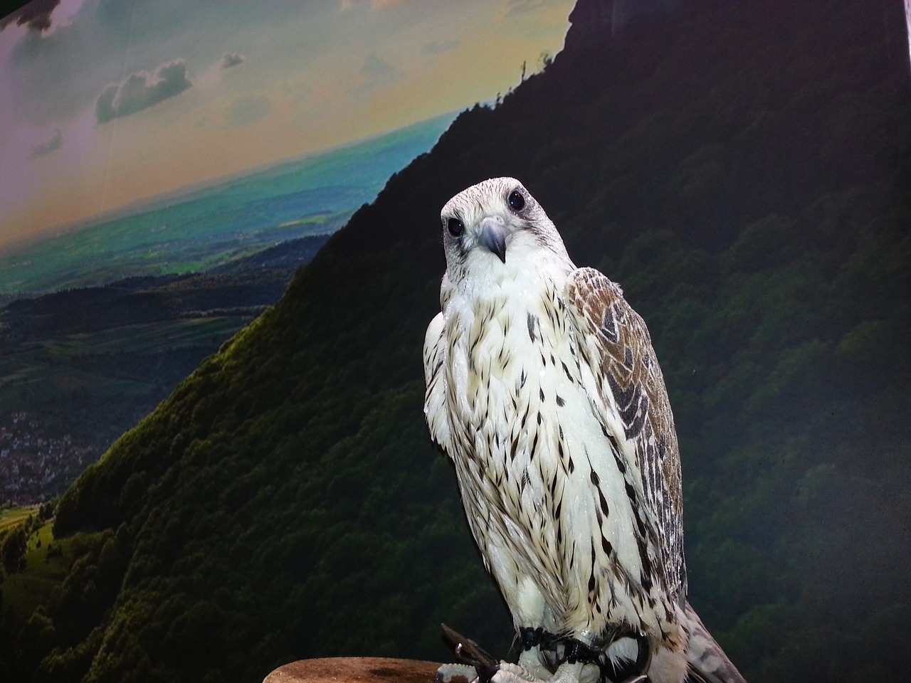 falcon bird of prey raptor free photo