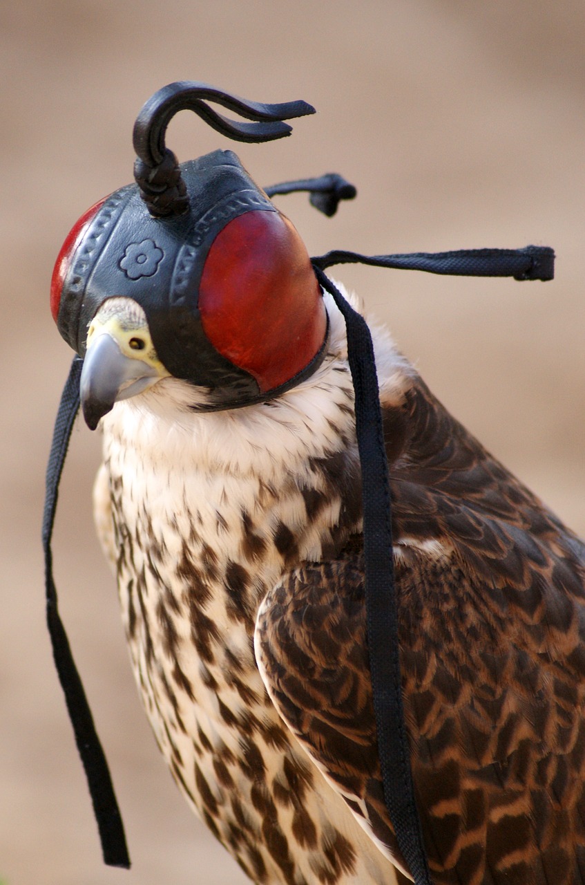 falcon fly bird free photo