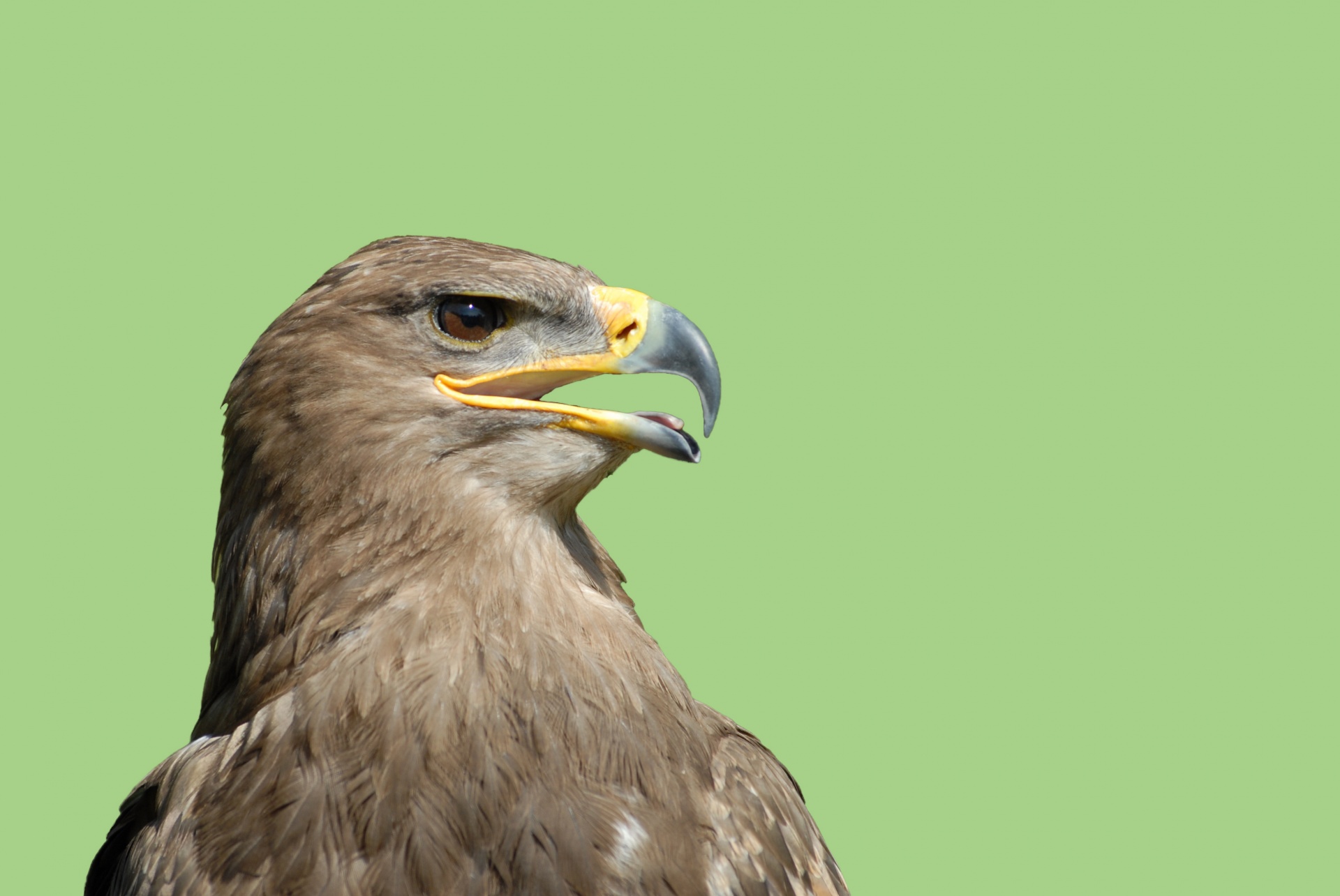 falcon bird bird prey free photo