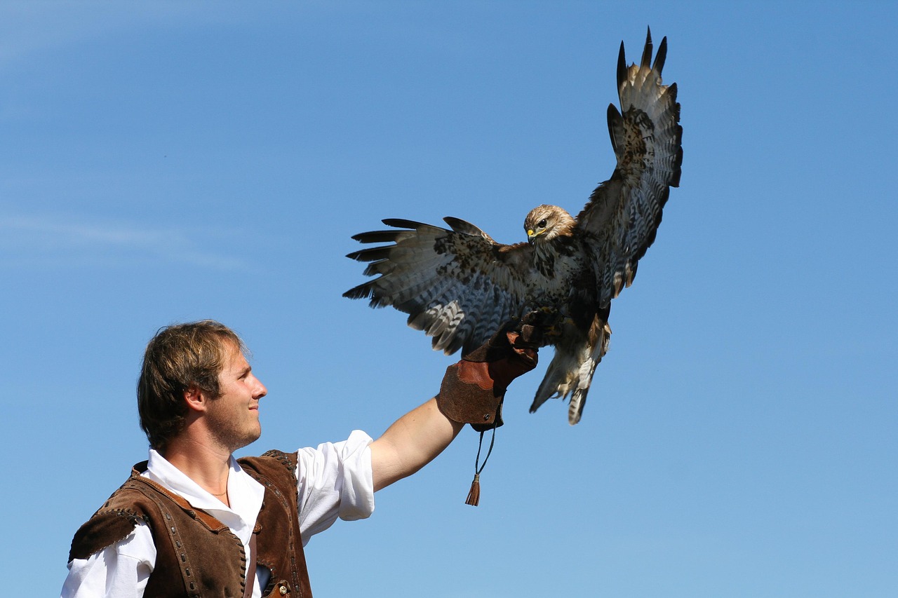 falconer nature bird free photo