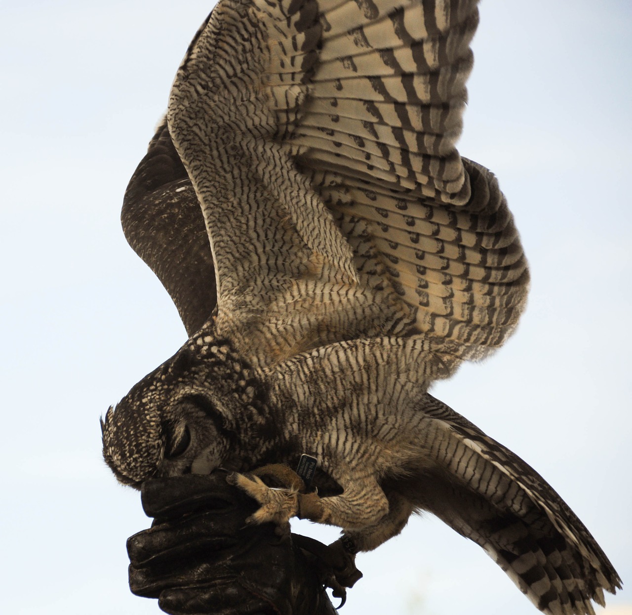 falconry locarno raptors free photo