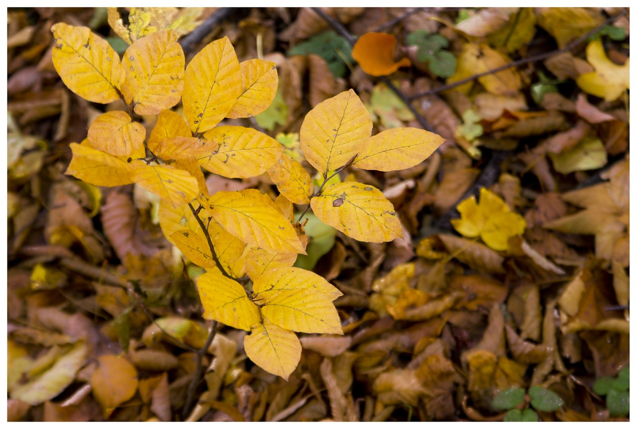 fall fall foliage fall leaves free photo