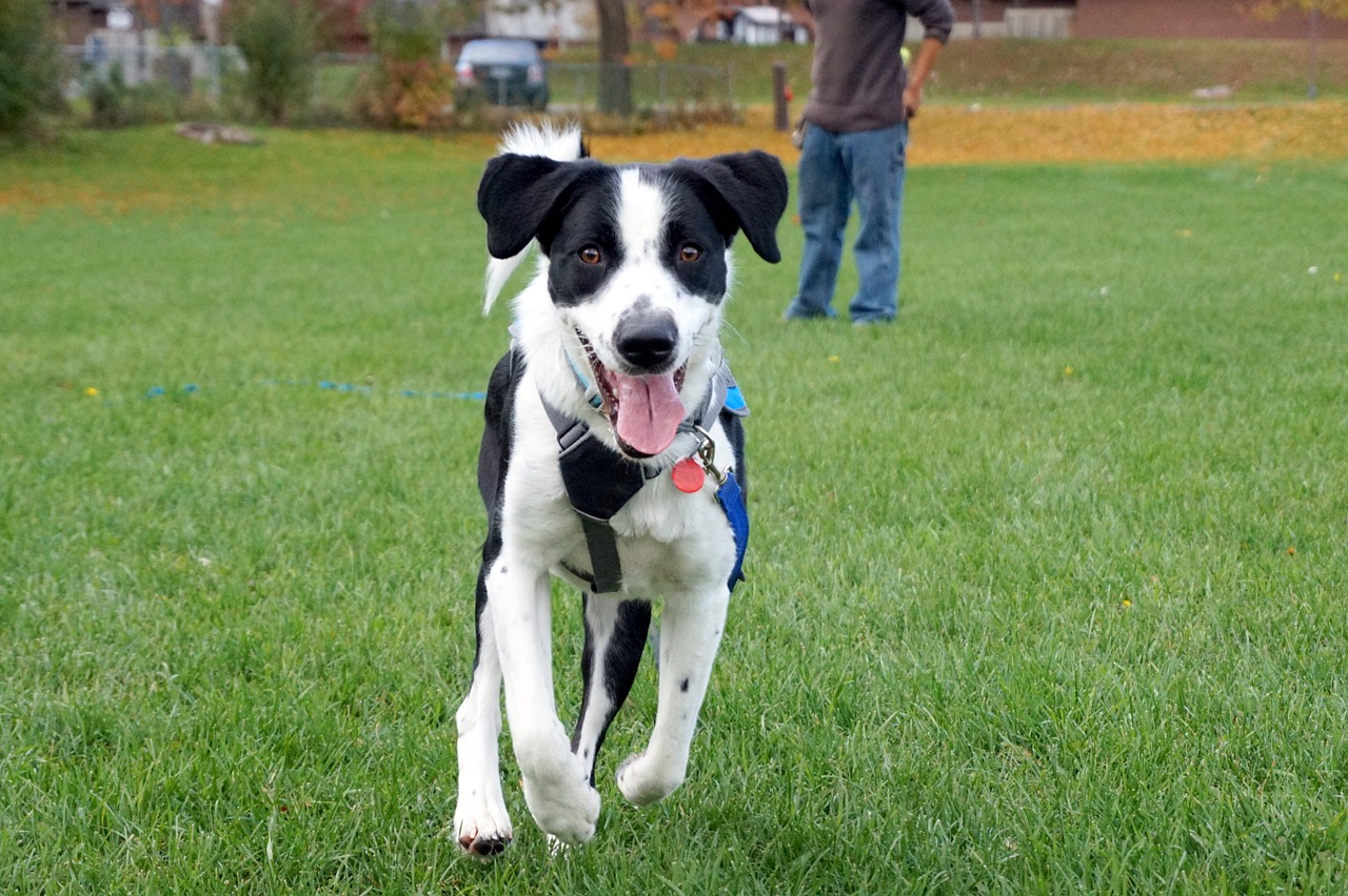 fall dog happy free photo