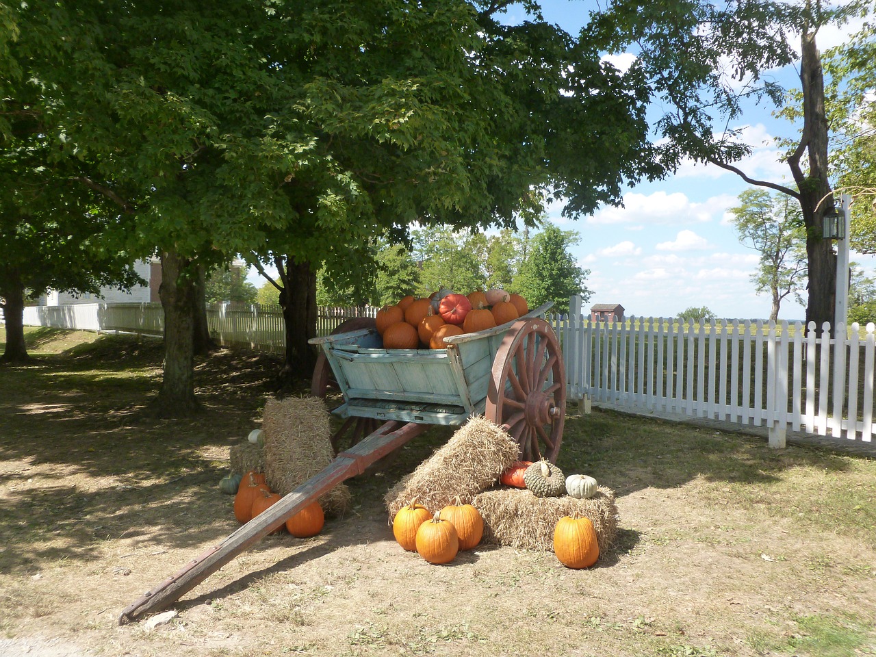 fall pumpkins autumn free photo