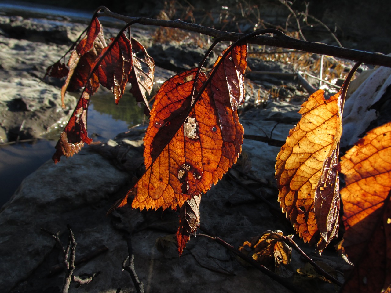 fall leaves autumn free photo