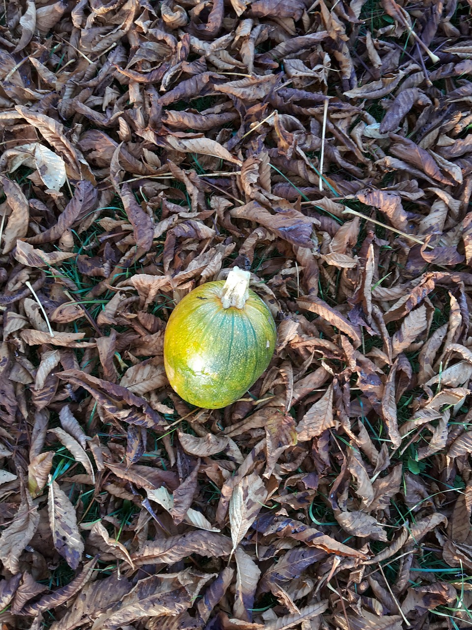 fall squash leaves free photo