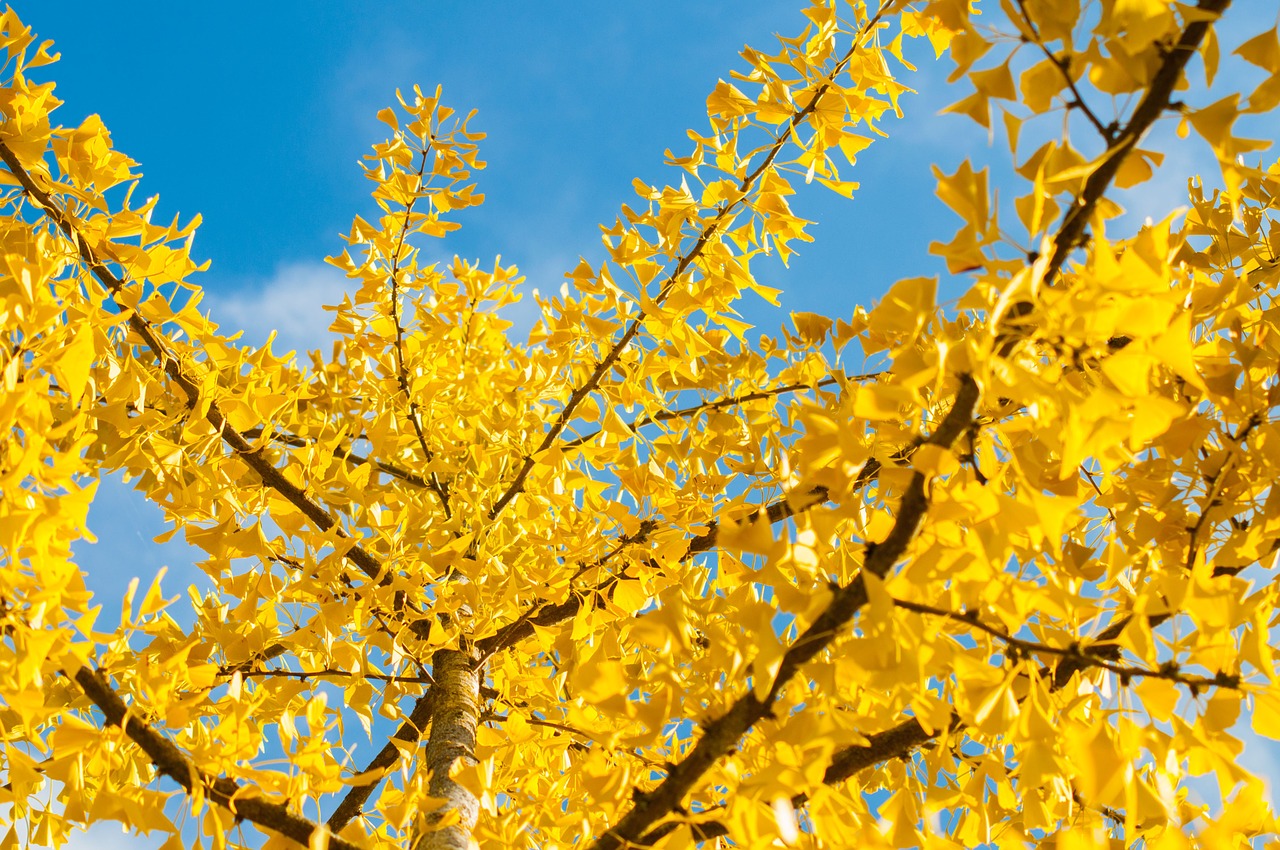 fall yellow sky free photo
