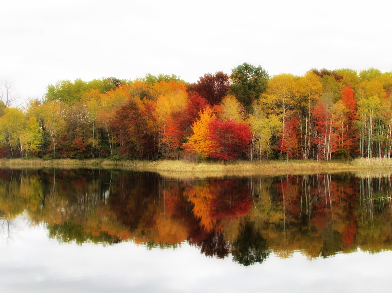 fall colors trees free photo