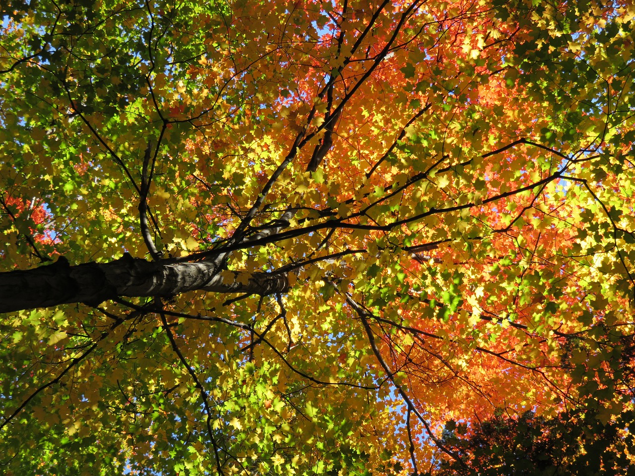 fall leaves maple free photo