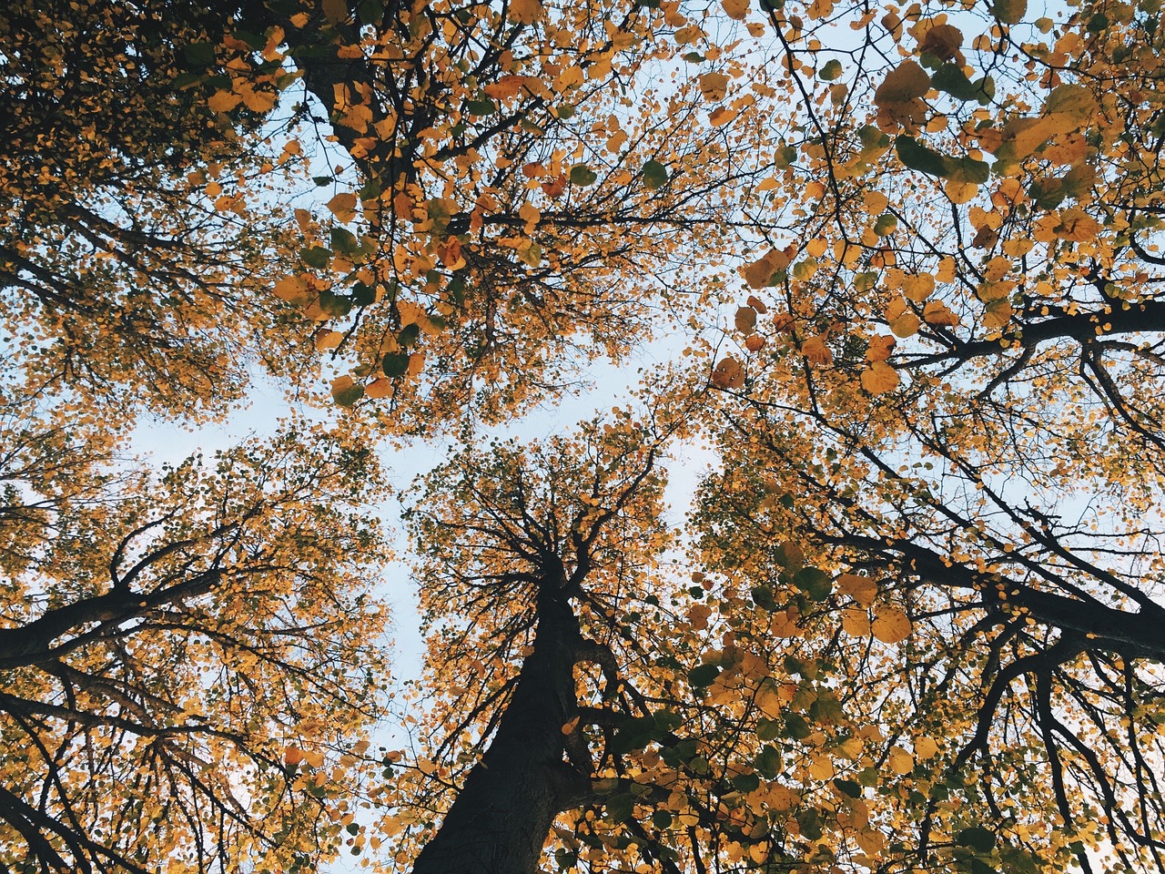 fall autumn trees free photo