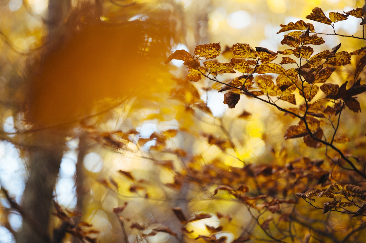 fall leaves autumn free photo