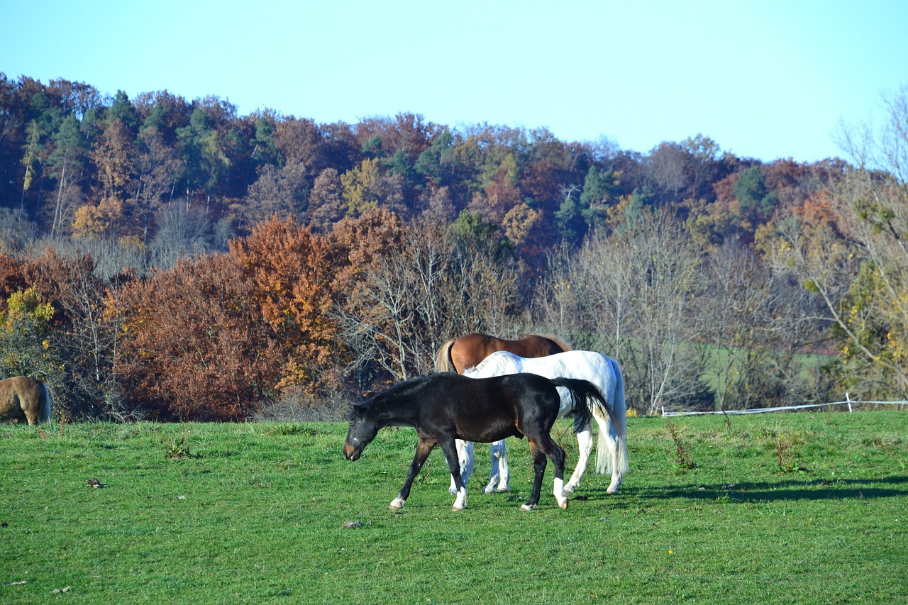 fall landscape autumn free photo