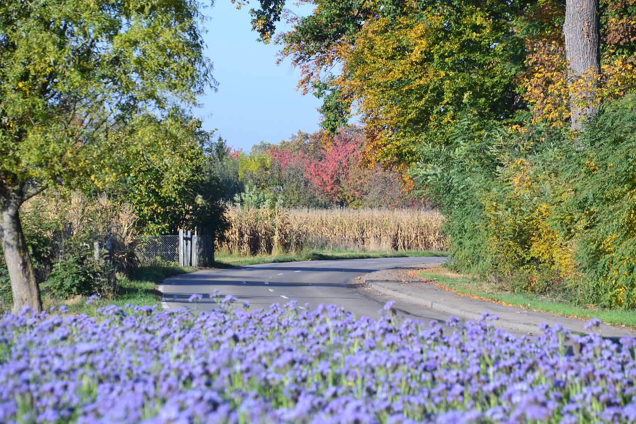 fall landscape nature free photo