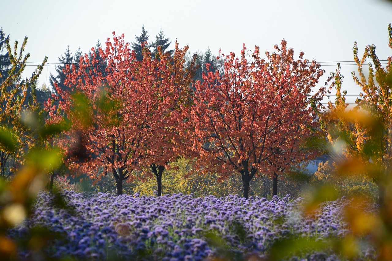 fall colors autumn free photo