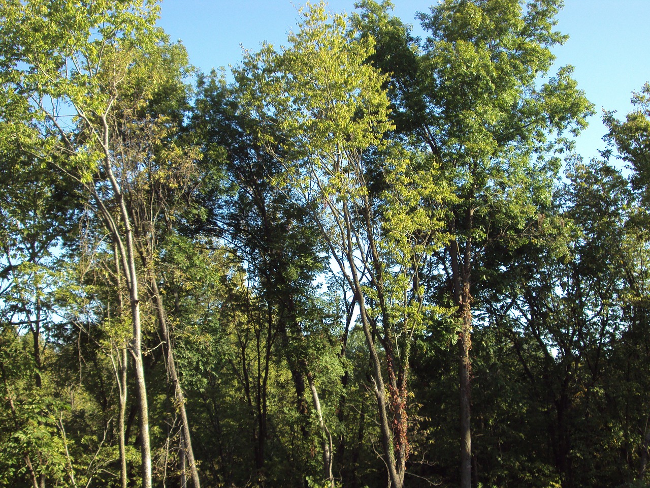 fall autumn trees free photo