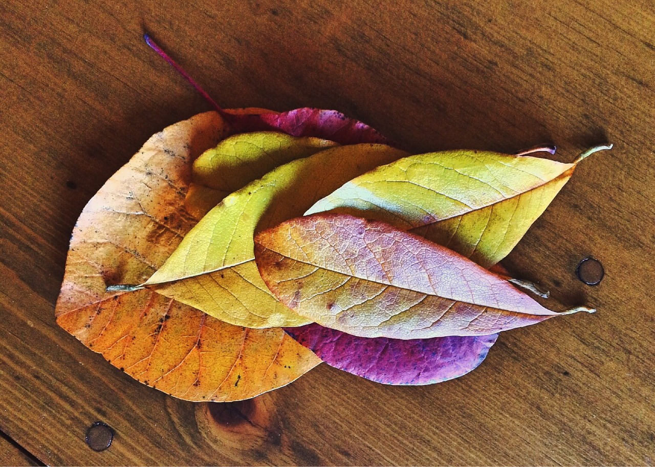 fall autumn leaves free photo