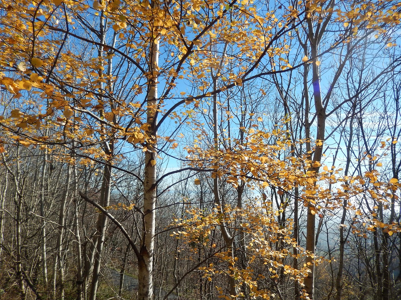 birch fall field free photo