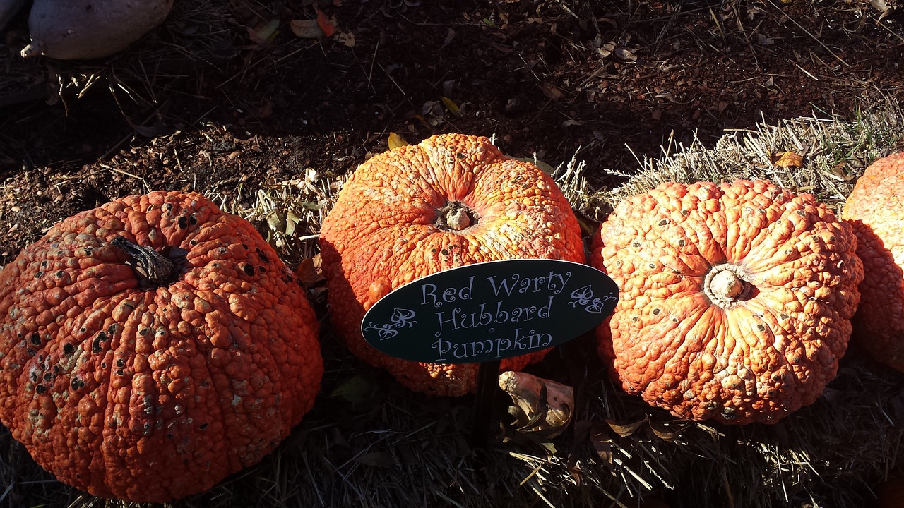 fall pumpkin gourds free photo