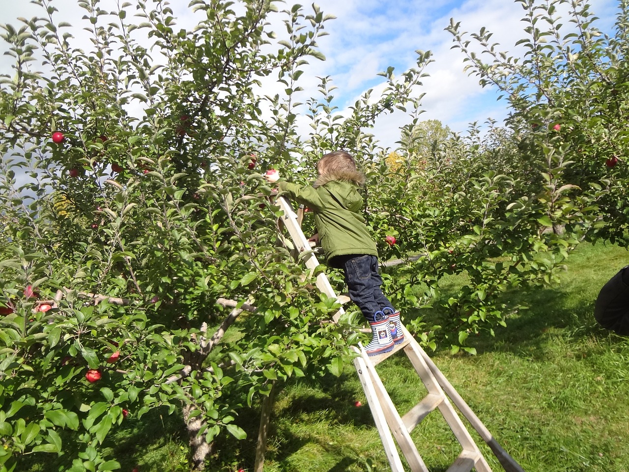 fall apple collection free photo