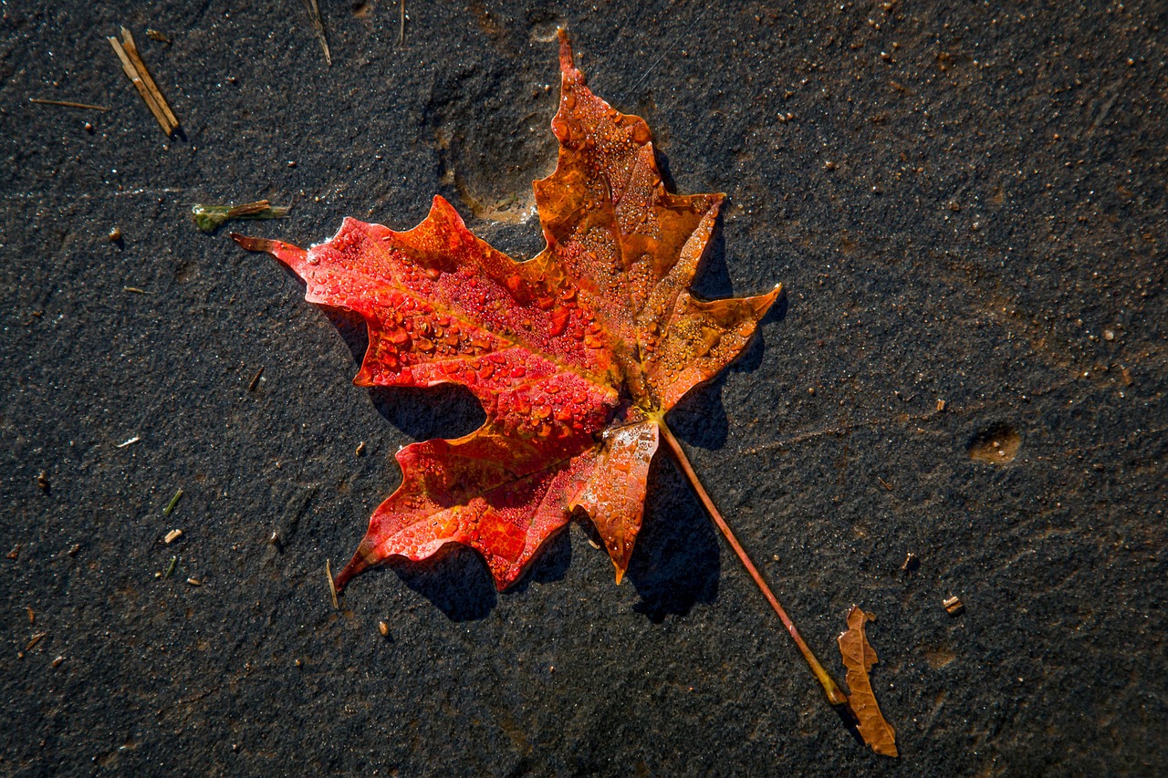 fall leaf one free photo