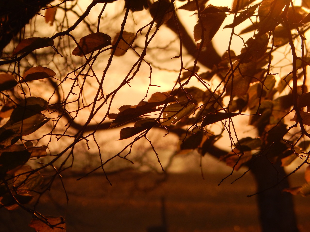 fall autumn leaves free photo