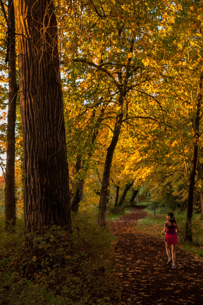 fall running trail free photo