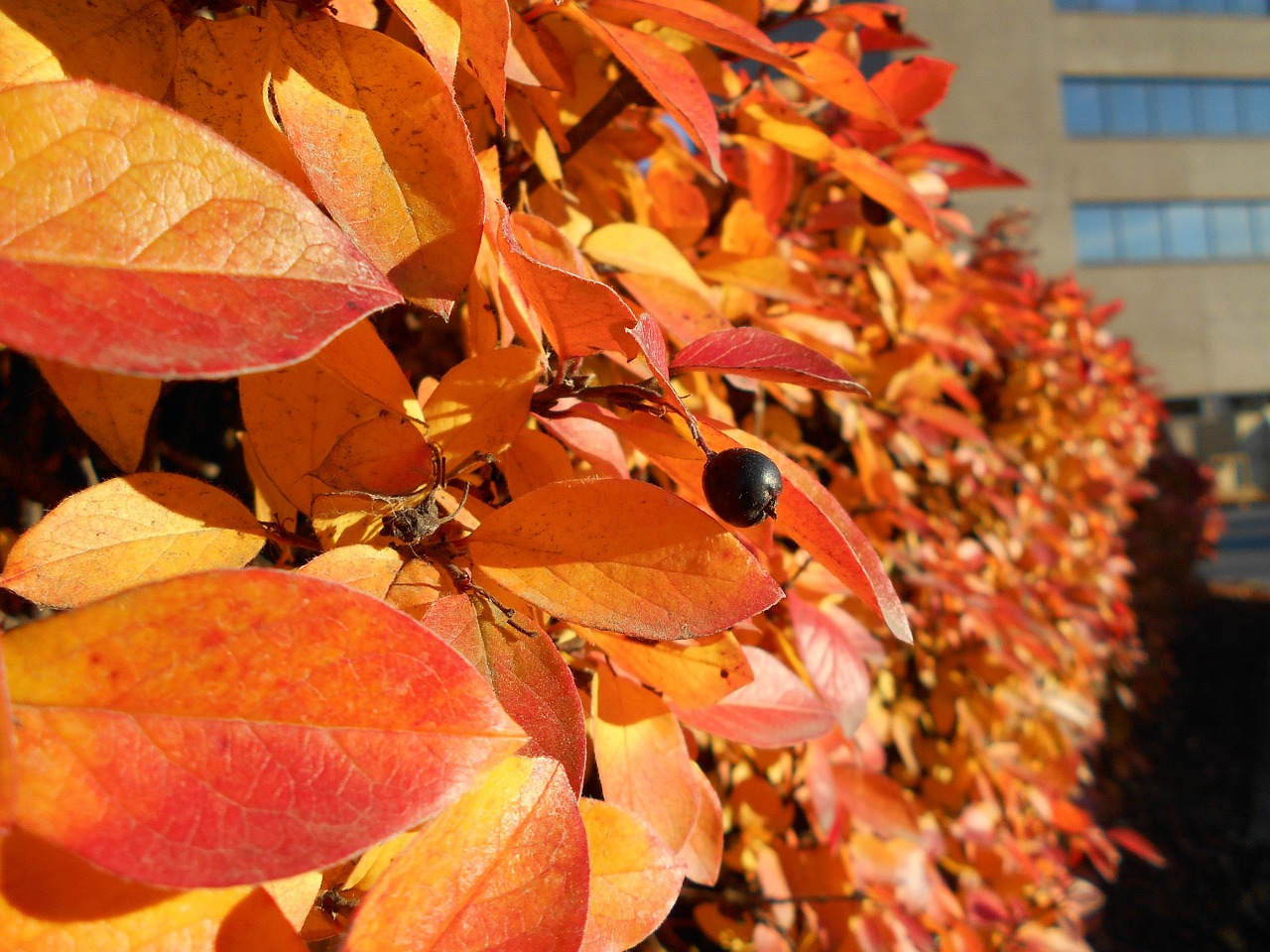 fall bush orange leaves free photo